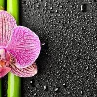 Arcadia Health Chiropractic ico