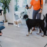 Island Chiropractic - Newport Beach ico