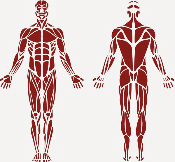 Bella Cohen | Rolfing Specialist Picture 4