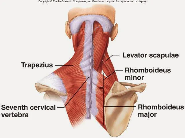 Armani Chiropractic Picture 5