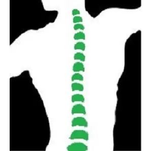 Chong Chiropractic Picture 9